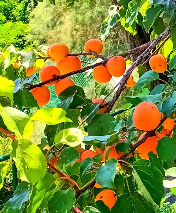 albicocche